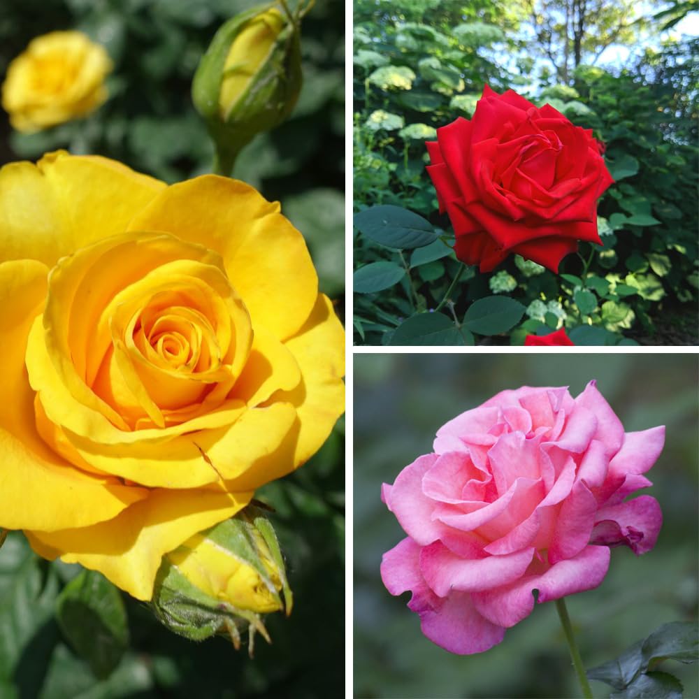 Breeders Choice Collection - Hardy Shrub - Exquisite Garden Roses for Stunning Summer Displays and Floral Arrangements - Ideal Cottage Garden - 3X Bareroots by Thompson and Morgan