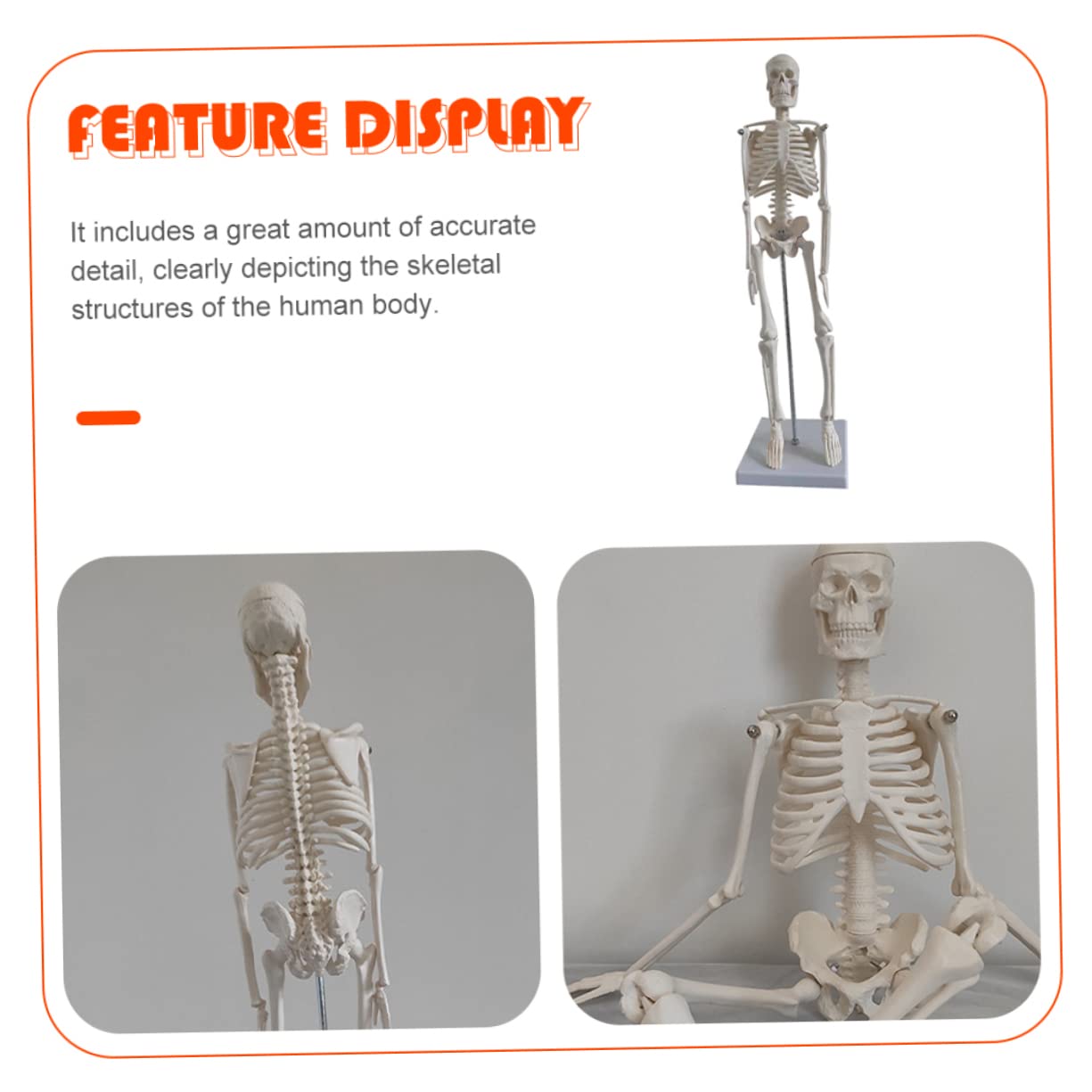 Gatuida Menschliches Skelettmodell Aus Robustem Pvc Bewegliche Arme Anatomisches Wissenschaftliches Modell Leicht Zu Reinigen Bewegen
