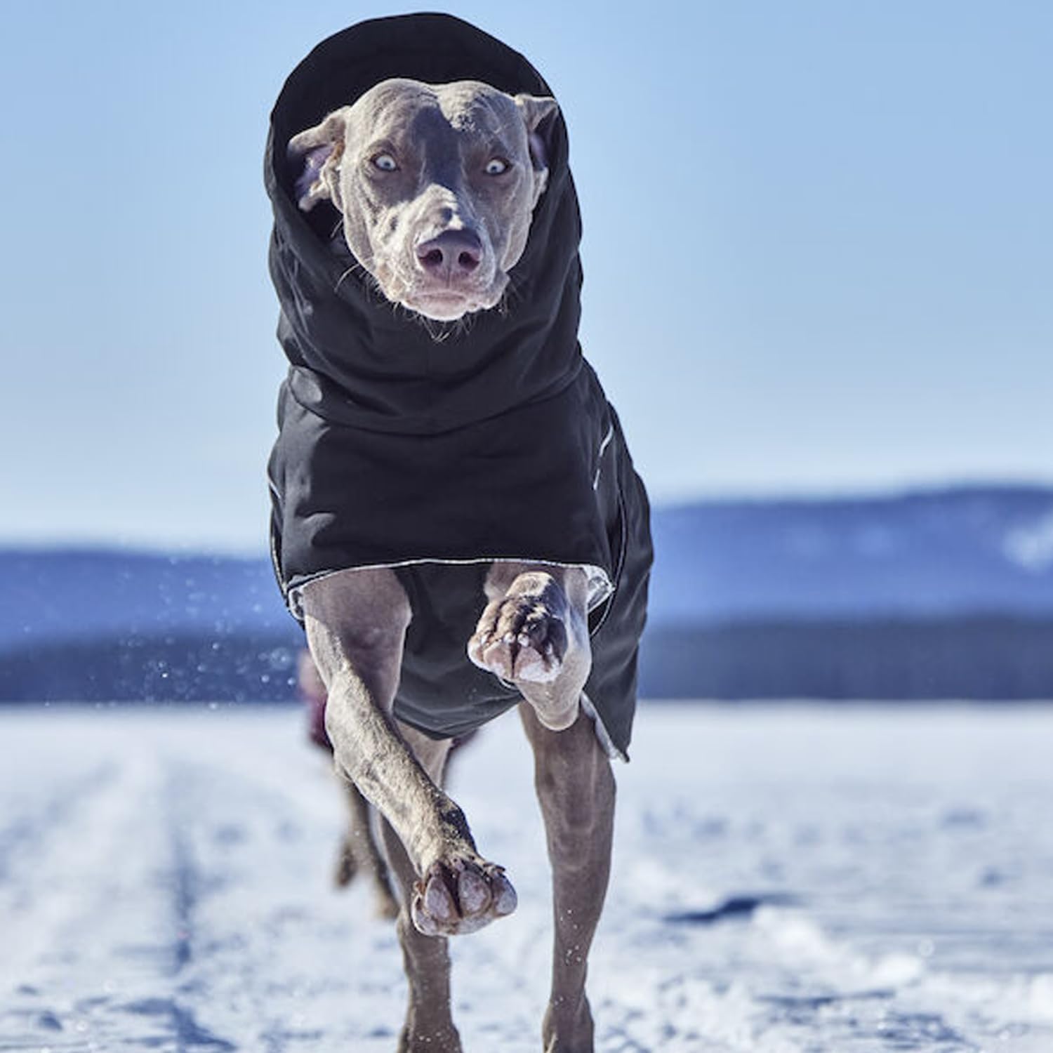 Hurtta Extreme Warmer III ECO, Cold Weather Winter Dog Coat, Raven, 14 in