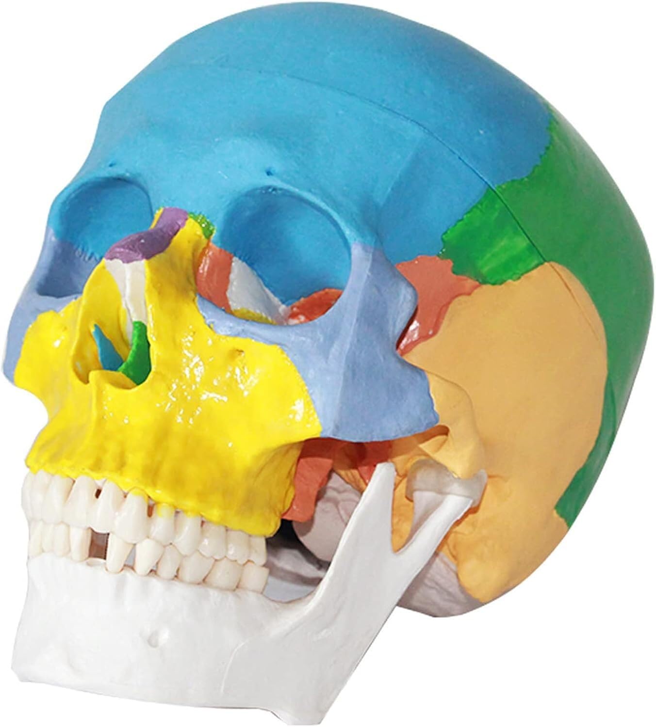 Modèle de crâne humain coloré pour assimiler facilement l'ostéologie