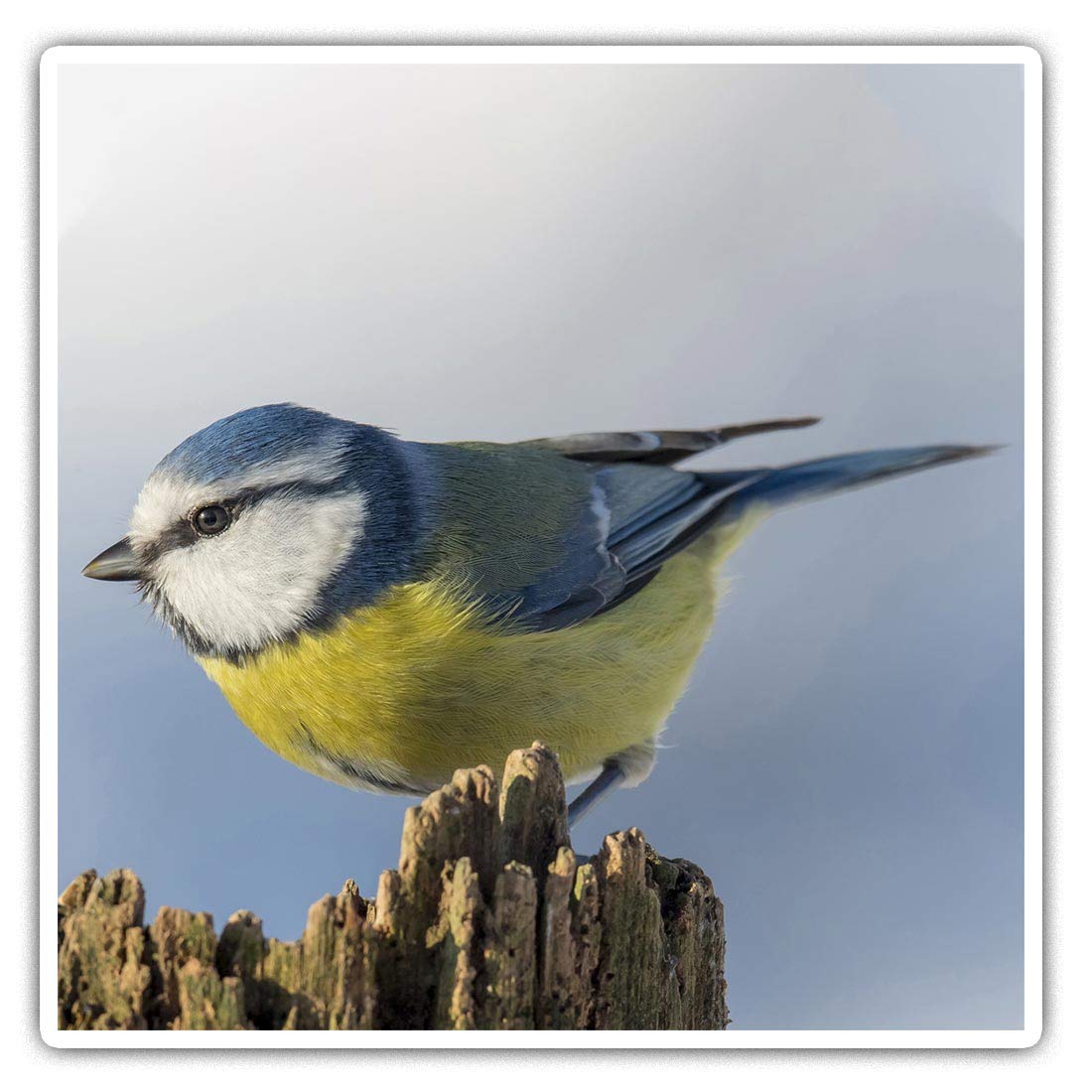 Square Stickers (Set of 2) 10cm - Blue Tit Bird Garden Birds Laptop Tablet Luggage Scrapbook #3119