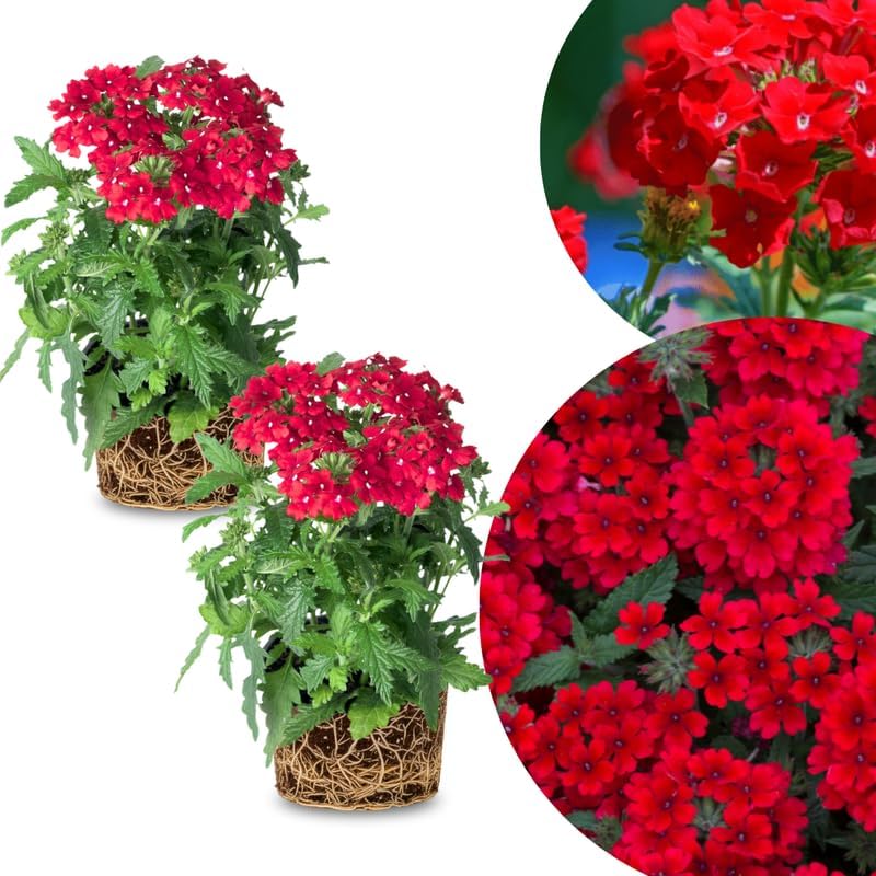 2 Red Verbena Plants Live, Perennial Ground Cover or Trailing Bushes Shrubs, 1-3 Inches Tall, Verbena Flower for Planting