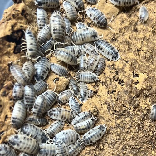 Exo-Morphs Live Dairy Cow Isopods - Porcellio laevis - Assorted Sizes - Terrarium Cleaner Crew - Live Arrival Guaranteed (50 ct.)