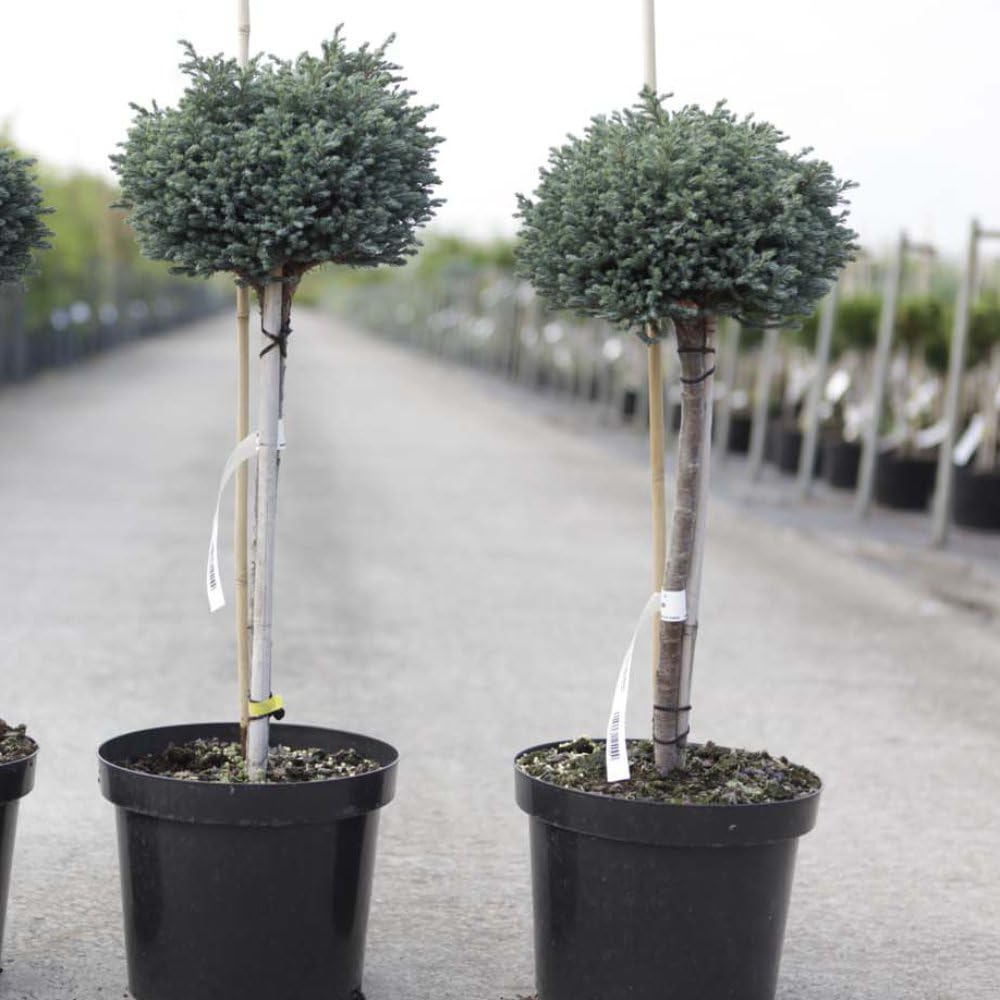 Chamaecyparis pisifera 'Blue Moon' - RHS Awarded Specimen Tree with Silvery-Blue Foliage – 3X 1 Litre Potted Plant by Thompson & Morgan