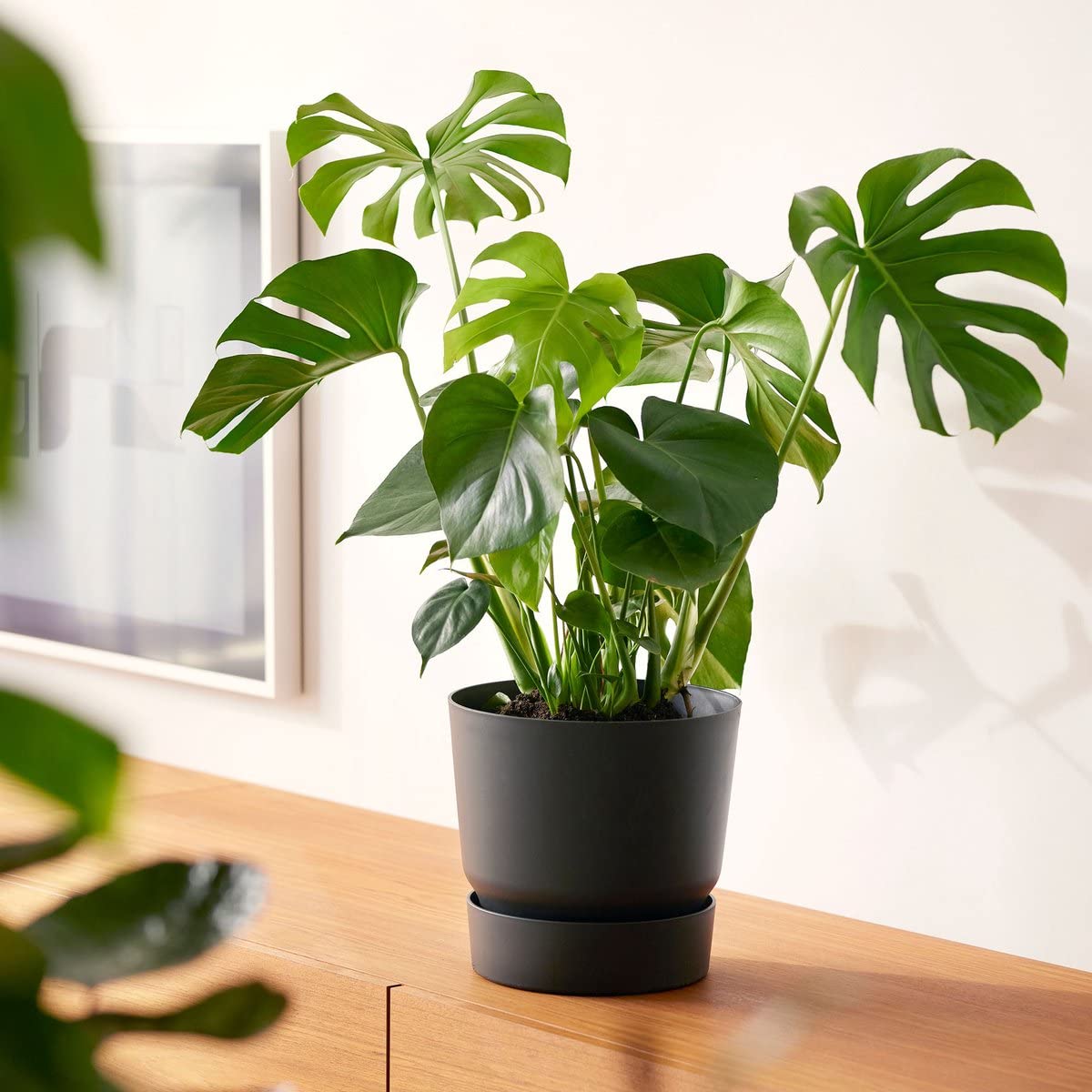 DECOALIVE Monstera Deliciosa Premium Planta Natural de Interior de Máxima Calidad