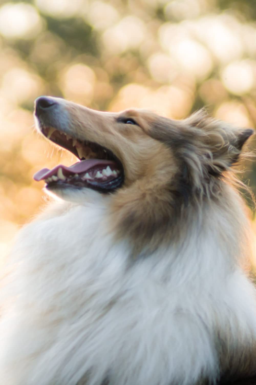 Rough Collie Notebook: Rough Collie Journal Notebook