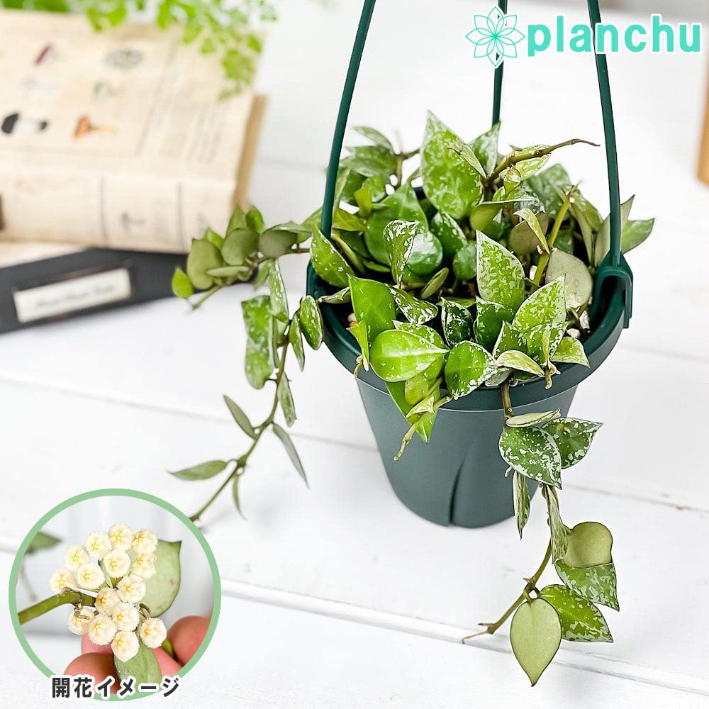 Amazon.co.jp: PLANCHU 観葉植物 ホヤ クローニアナ スプラッシュ 4号