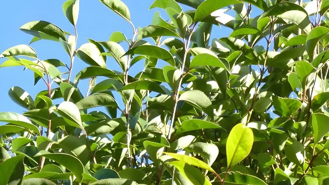 Stauden Gnge 10 x Ligustrum lucidum  (Gehlz/Heckenpflanze/Winterhart/Mehrjhrig/Immergrn) Glnzender Liguster  - Immergrn und majesttisch in jeder Jahreszeit - toller Duft : Amazon.de:  Garten
