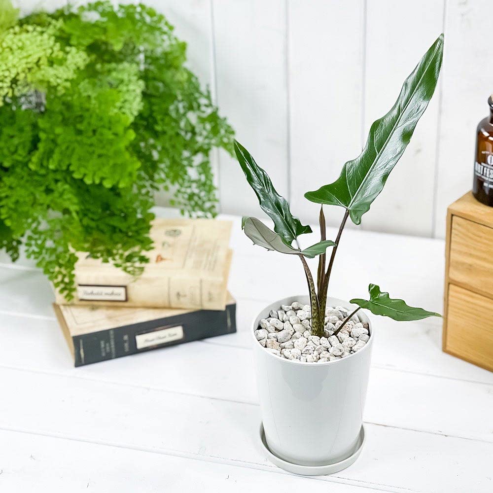 観葉植物 アロカシア ラウテルバキアナ Amazon.co.jp: PLANCHU 観葉植物 アロカシア ラウテルバキアナ 4号鉢