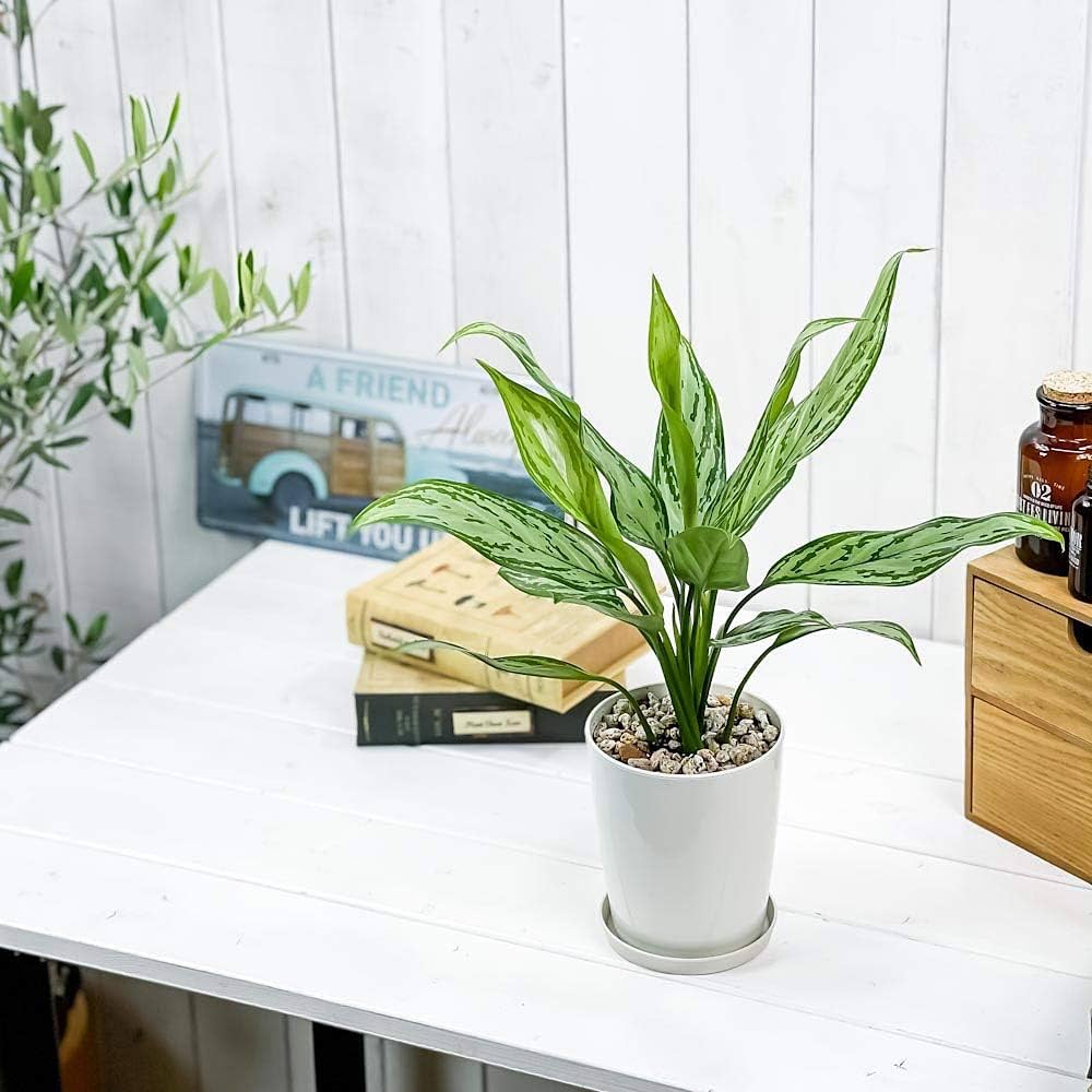 アグラオネマ　キラークイーン アグラオネマ キラークイーン