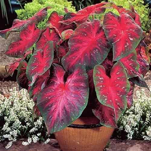 Generic Fresh 50pcs Thailand Caladium Flower Seed for Planting red