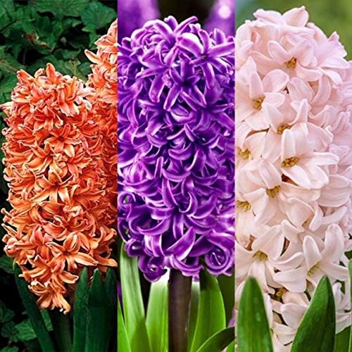 15 x Rare Hyacinth Bulbs incl Varieties Like Apricot Passion - Gypsy Queen - Purple Sensation - Woodstock(16-17 Taylor's Bulbs)