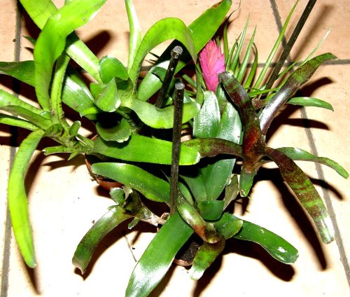Bromelienmix 6 Bromelien mindestens 3 verschiedene Sorten für Terrarien und Paludarien