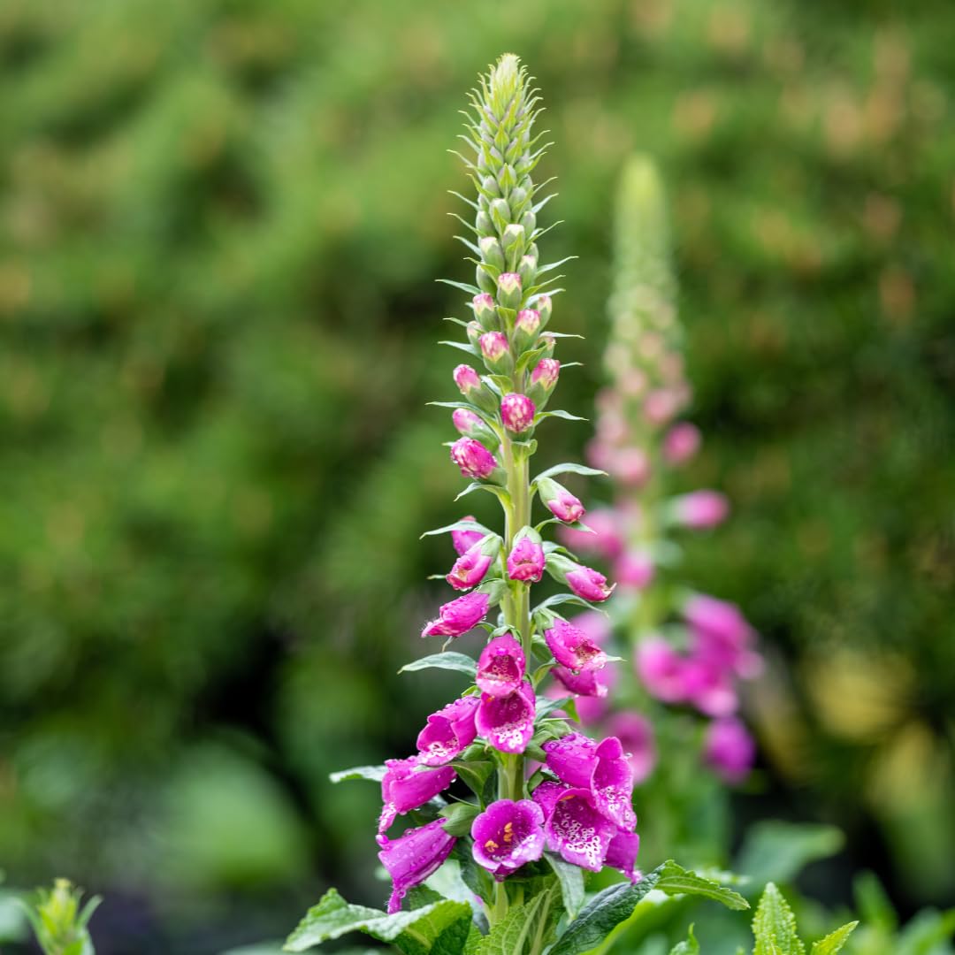 Digitalis purpurea | 6 pezzi - 10-25cm - Ø9cm - Pianta da giardino