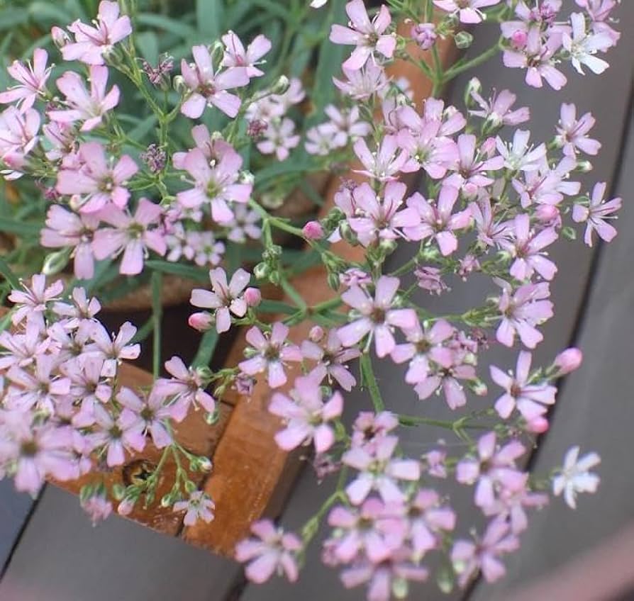 〜小春日和〜✨メモリーカフェ✨ かすみ草アンティークオレンジ 他合計18点 楽天市場】【公式】遮光 ことりたち ミニ55 日傘 折りたたみ傘