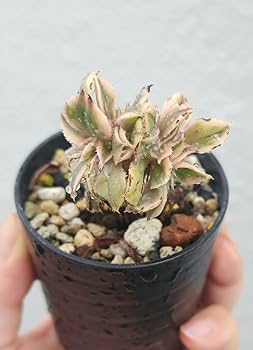 韶秀超大綴化 アエオニウム 多肉植物 抜き苗 名前付き発送 綴化」の