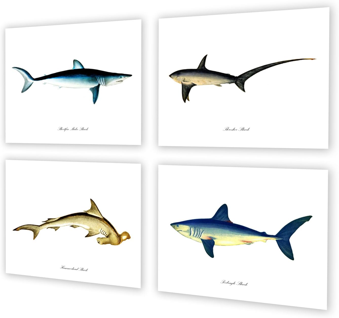 Sharks Wall Art Prints Set of 4 Unframed Wall Art Nautical Wall Decor