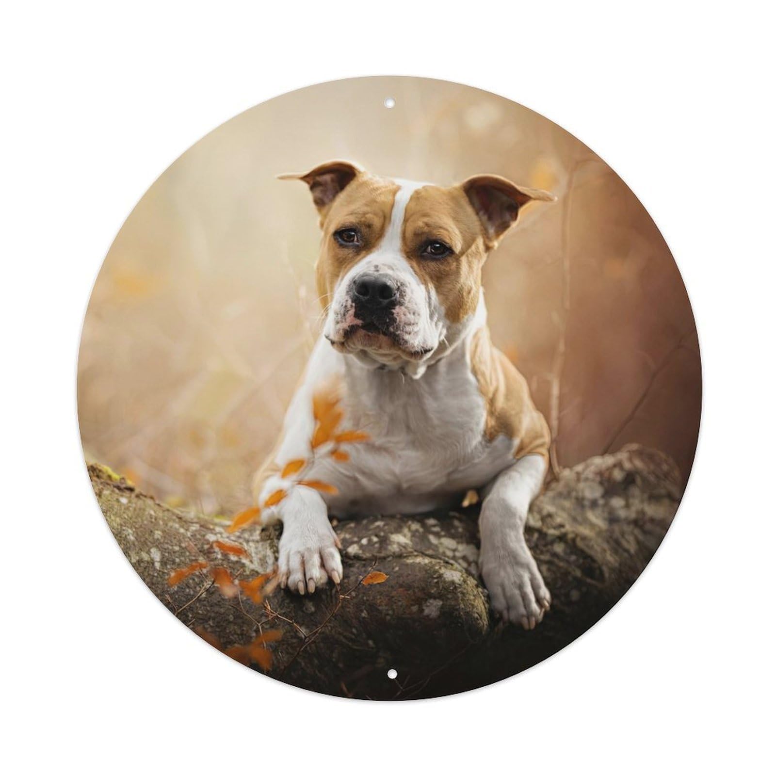Cwbufd Vintage Style Animal Staffordshire Bull Terrier Autumn Forest Scene Sunlit Woodland Vintage Metal Tin Sign Plaque Wall Decor For Cafe, Club Bar, Office, Garden Metal Poster 8X8inch