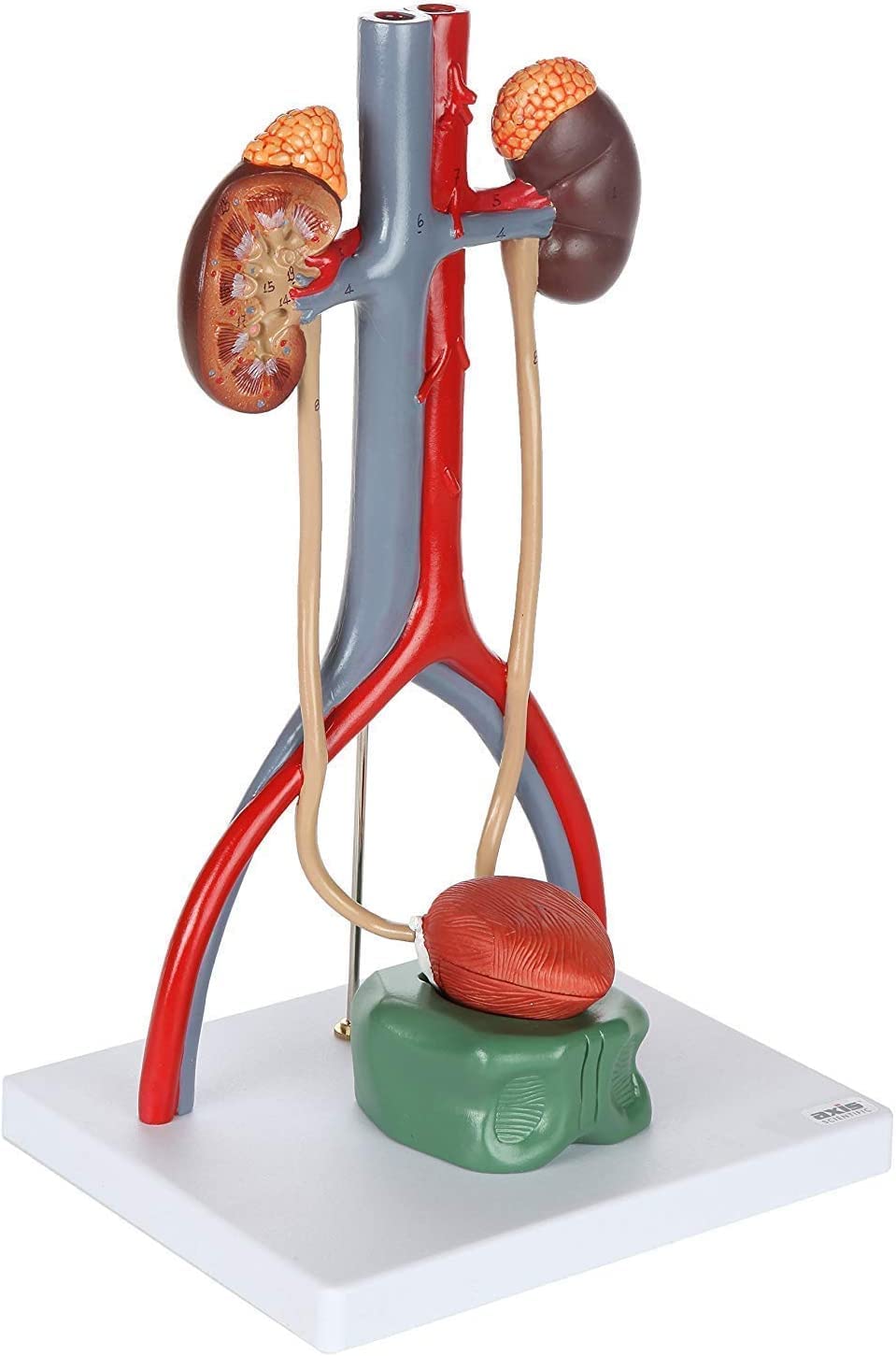 Torso and Skeleton Models Anatomical, Anatomy Model Body, Urinary System Model, 4-Parts, Dissected Structure of Kidney | Internal Structure of Bladder, Includ Kidneys with Adrenal Glands, Ureters, and