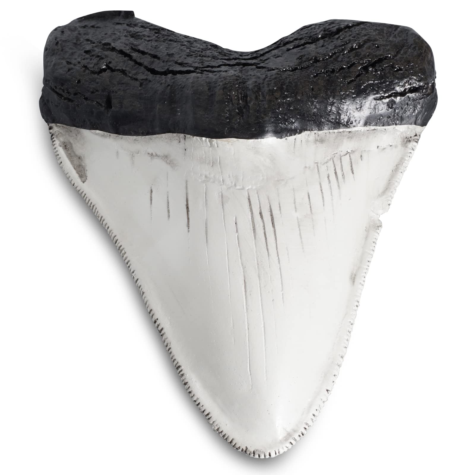 Fossilized Teeth and Claws of Various Prehistoric Dinosaurs, Megalodon Shark Teeth, and High-Fidelity Replicas (Megalodon Shark Tooth,)