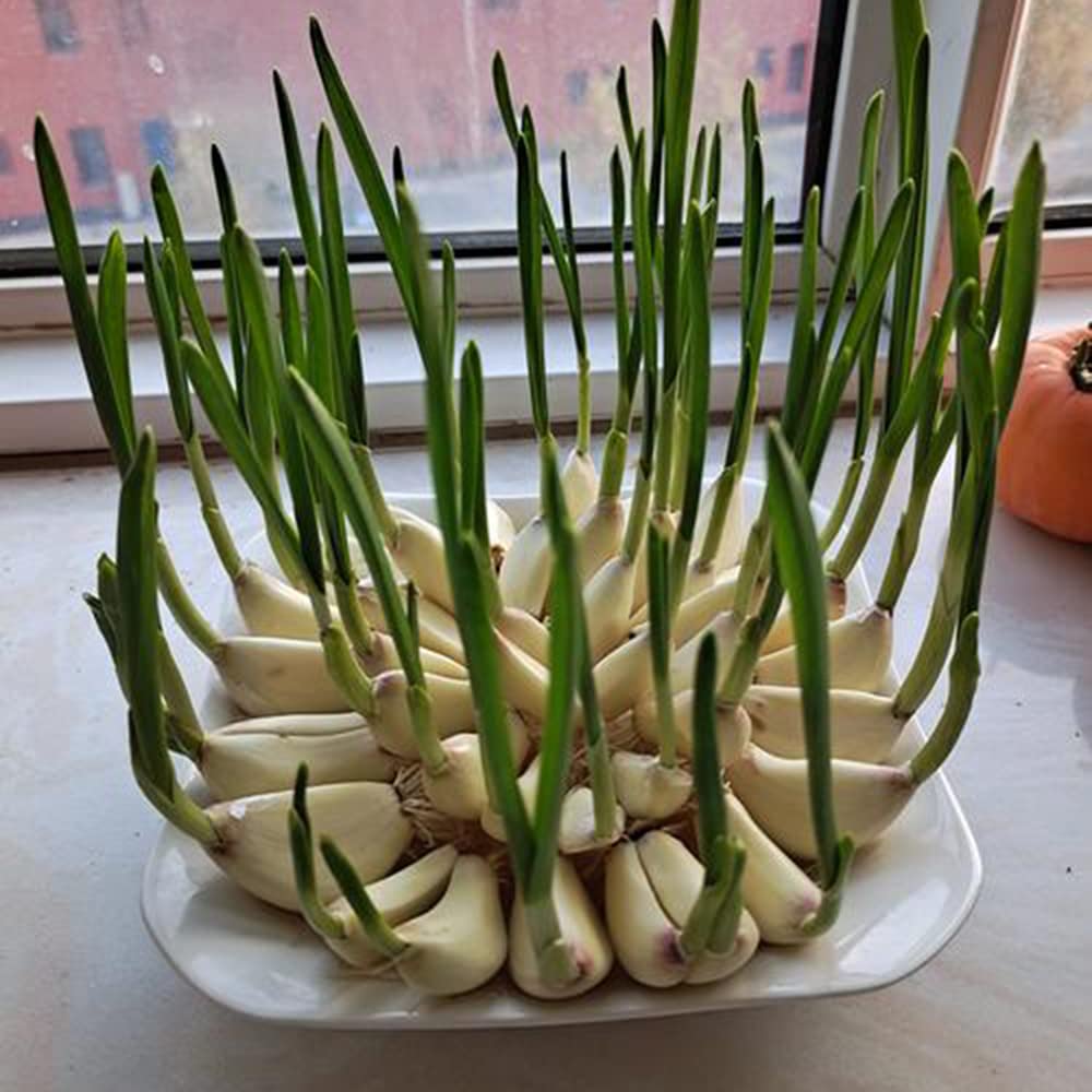 Elefantenknoblauch 7 Stück - Winterharte Gemüsepflanzen Für Garten