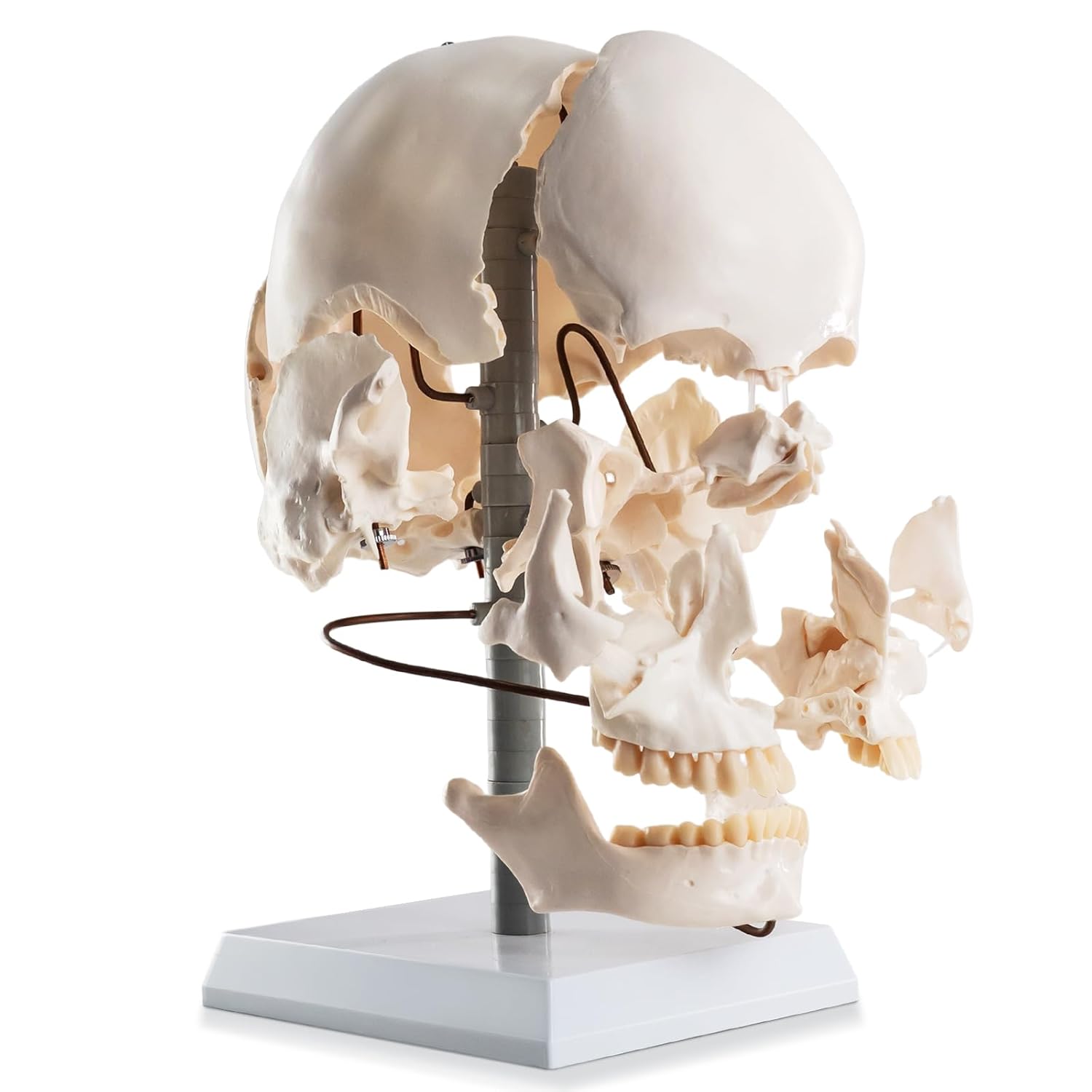 MediTrain 22-Piece Exploded Human Skull Model (Full-Size, Bone Color) with Stable Display Stand - Disassembled Cranial Anatomy Teaching Tool