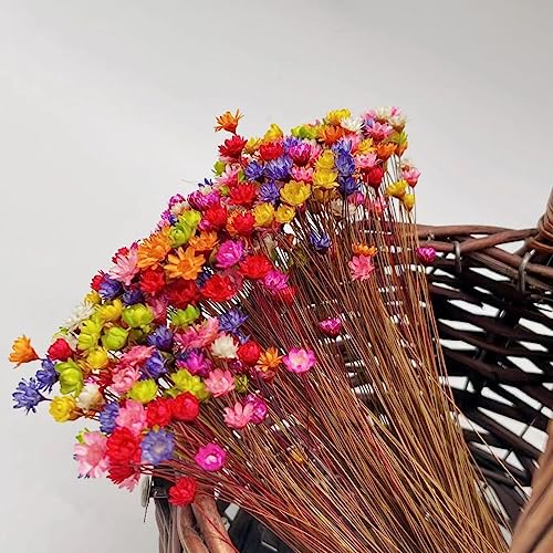 Flores secas naturales Gypsophila 100 piezas rojo miniatura 6
