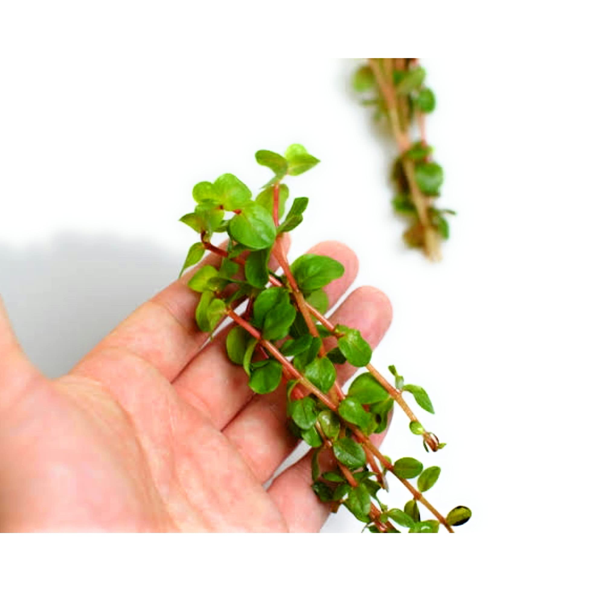 Amazon.co.jp: （水草）ロタラsp hara 「水上葉」 10本 7cm以上株