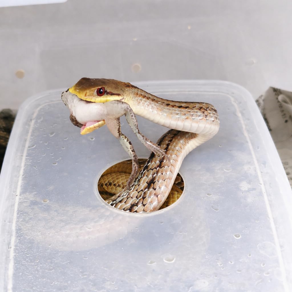 Amazon | 【給餌ガイド付き】拒食対策用 冷凍ヌマガエル 極小〜Mサイズ