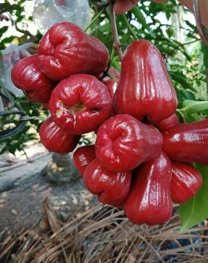 GreenEarth Dwarf All Time Bali Chamba Fruit, Water Apple Live tree Sweet & Delicious Wax Apple For Home Gardening 'Ready To Fruitng" Suaitable For Indian Climate-image-20