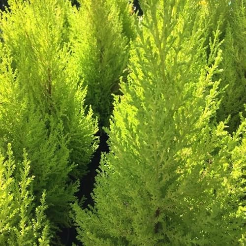 40pz Pianta Cipresso Leylandii Gold Crest