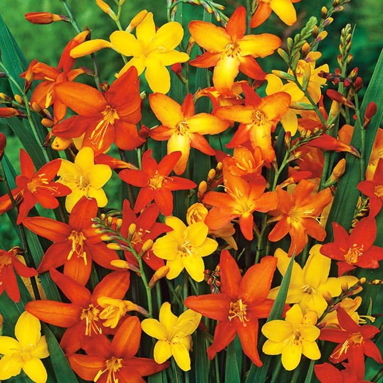 Crocosmia Small Flowering Mixed Montbretia Summer Flower Perennial Bulbs (10)