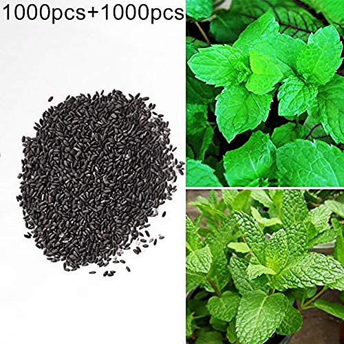 wiFndTu 1000Pcs Peppermint Seeds + 1000Pcs Spearmint Seeds Herb Seeds for Gardening Home Yard Decoration Plants Spearmint Seeds + Peppermint Seeds