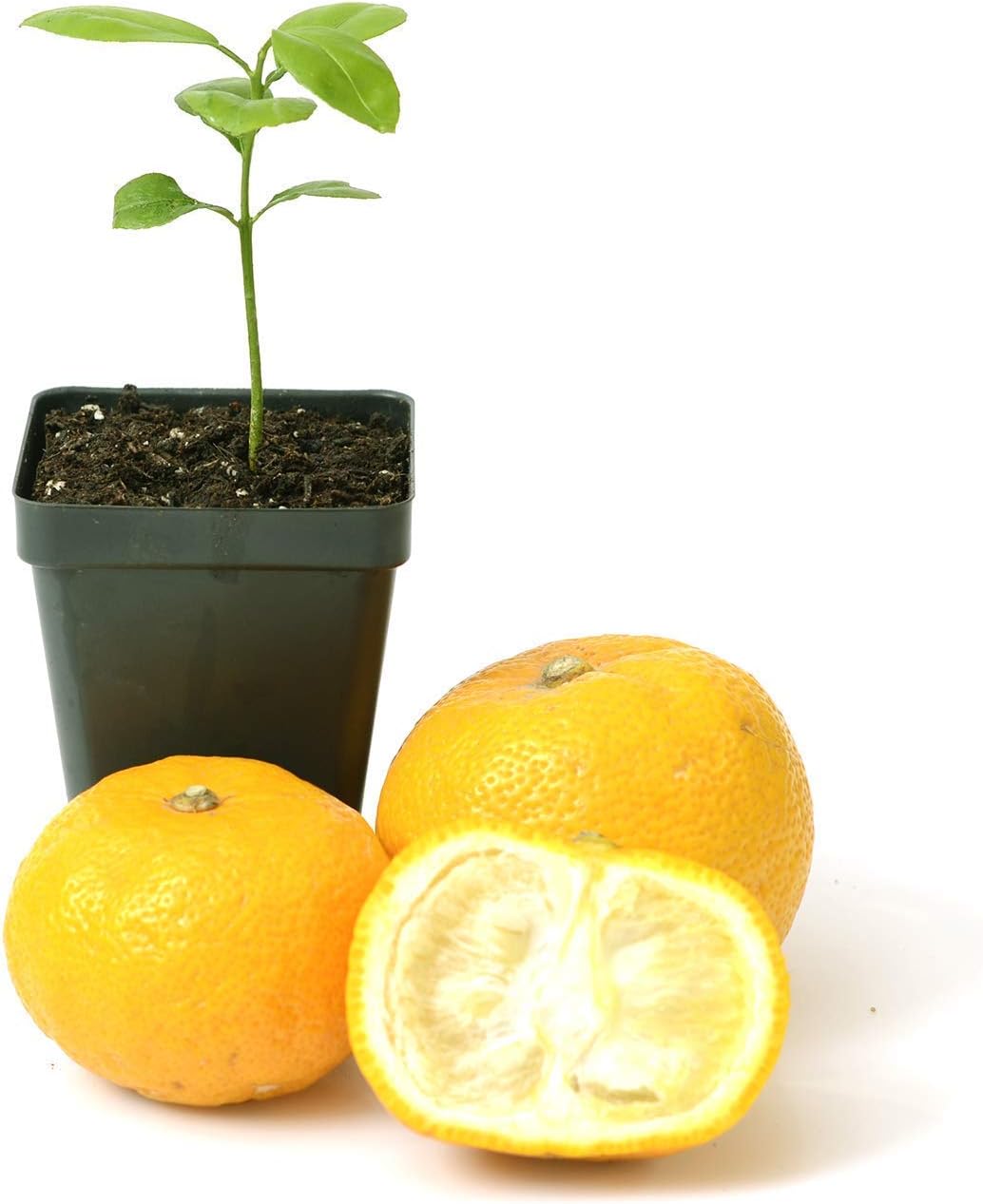Yuzu Citrus Tree Starter Plant. Citrus Junos. 3" - 5"