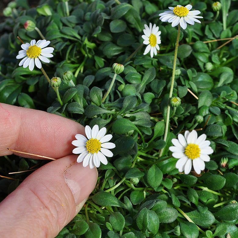 Amazon.com : Bellium minutum, Miniature Daisy, Flowering Plant