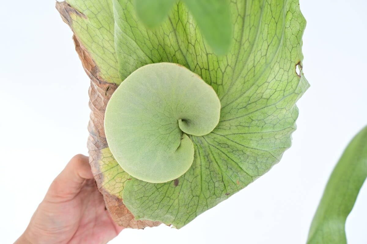 Amazon.co.jp: P.mentelosii spored① @bikamori com メンテロシー
