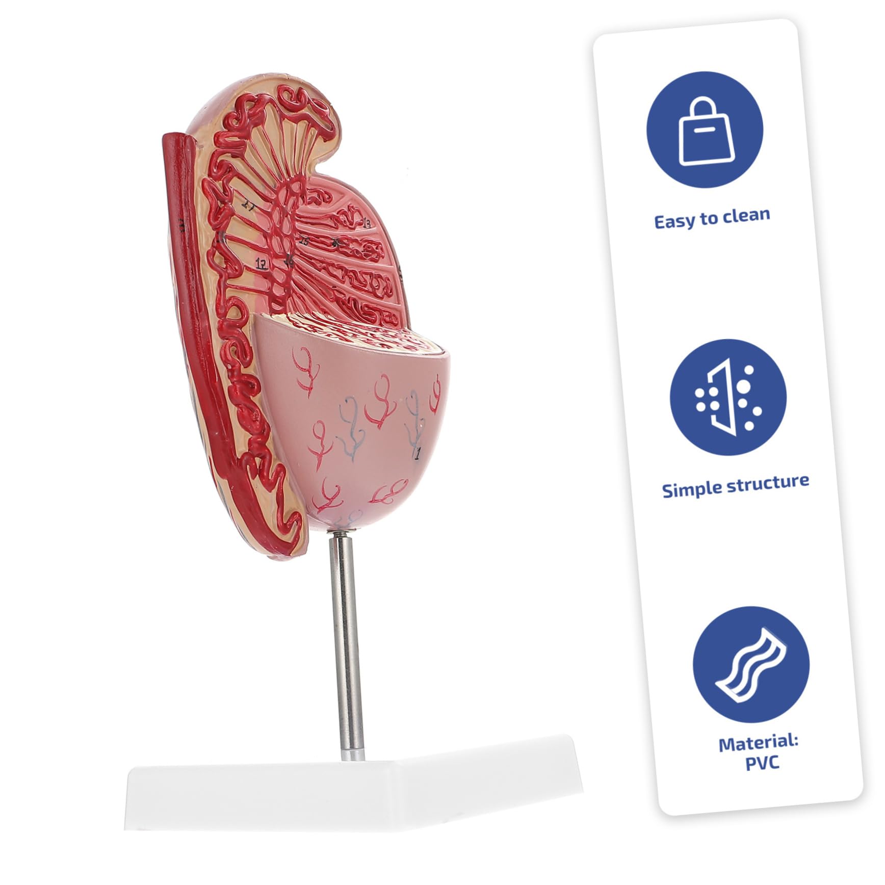 MAGICLULU Modello Anatomico Organi Umani Supporto Per Dissezione e Istruzione Scolastica Design Realistico in Pvc Adatto Per Insegnamento e Esposizione