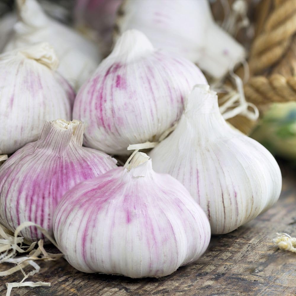 Garlic Lovers Autumn Planting Collection โ 8 Hardy Garlic Bulbs for Culinary Use โ Germidour Cledor Edenrose Messidrome โ Easy to Grow โ Great Flavour โby Thompson and Morgan
