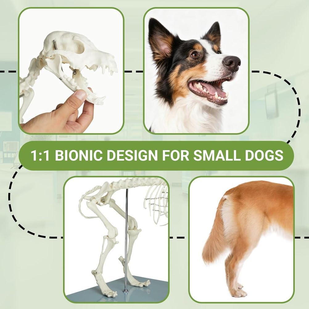 Modell eines Hundeskeletts, Hundeskelett-Anatomiemodell 12,5" X19,6 X9,4, Hundeanatomiemodell mit abnehmbarem beweglichem Kiefer anatomische Anzeige für Veterinärlehre akademisches Labor