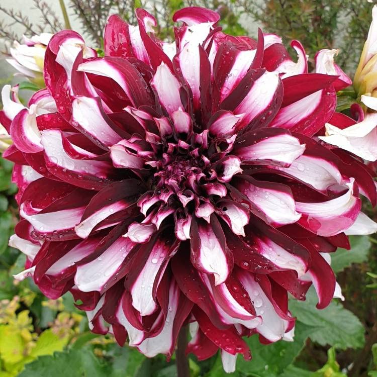 Millthorpe Plant Centre - 3 X Dinner Plate Dahlia Tubers 'X-Factor' - Free P&P