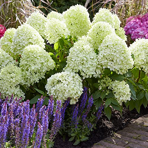 GardenersDream Hortensie Little Spooky - Kompakte Rispenhortensie Winterhart - Zwerg Hortensie für Kübel - Schneeball Pflanze Weiss - Garten Blumen für kleine Räume