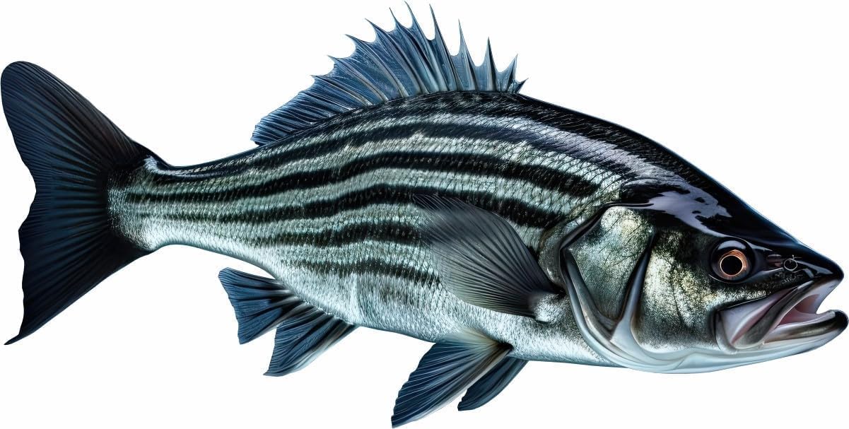 Striped Bass 2.0 Beautiful Fish Decal | Fishing Decal for Boat, Car, Vehicle Truck Etc | Waterproof Vinyl Sticker | Many Sizes & Styles Available | 12" to 50" by Digital Fish Art (Medium, Position 1R)