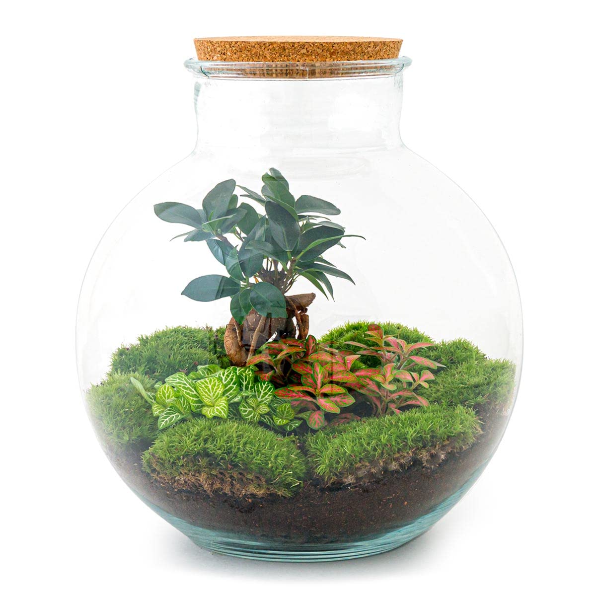 Terrarium do roślin Sammie • roślina ekosystemowa • ↑ 26,5 cm – DIY – kompletny zestaw terrarium – terrarium – miejski terrarium – terrarium + grabienie + łopatka + pęseta + nożyczki
