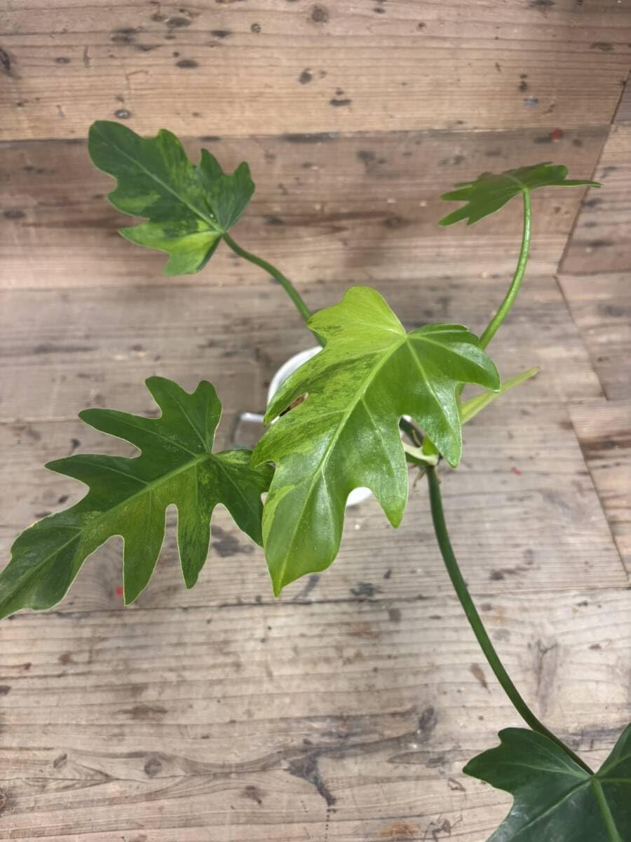 盆栽 『ピラカンサ』 インテリア 観葉植物 ガーデニング 送料無料 b033 盆栽 ピラカンサ インテリア 観葉植物 ガーデニング b033 ピラカンサ