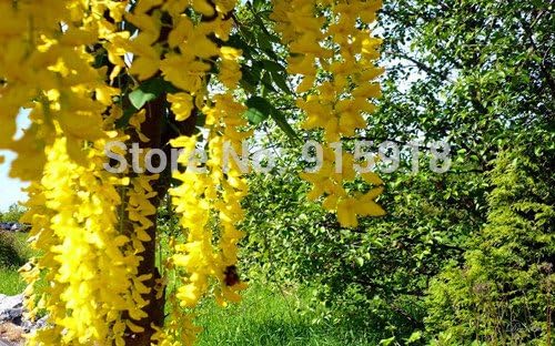 LOSS PROMOTION SALE! Tree Bonsai flower seeds 5 pcs Yellow Wisteria,Rare flower seeds,Home gardening DIY