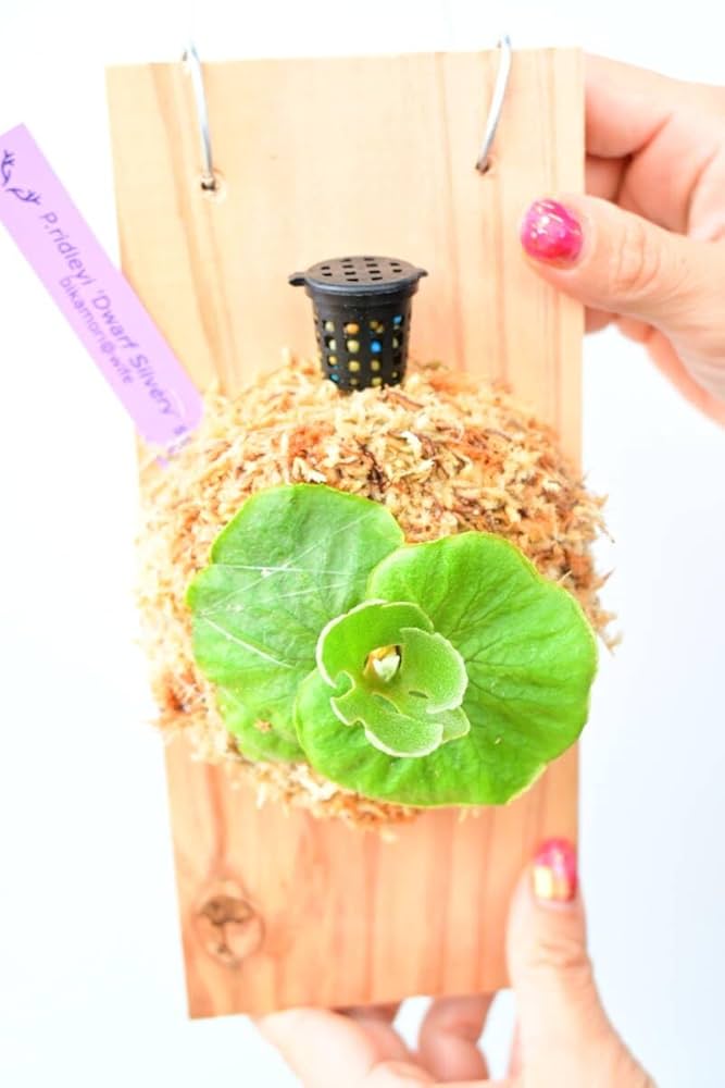 Amazon.co.jp: P.ridleyi 'Dwarf Silvery' spored④ @ビカ森wife