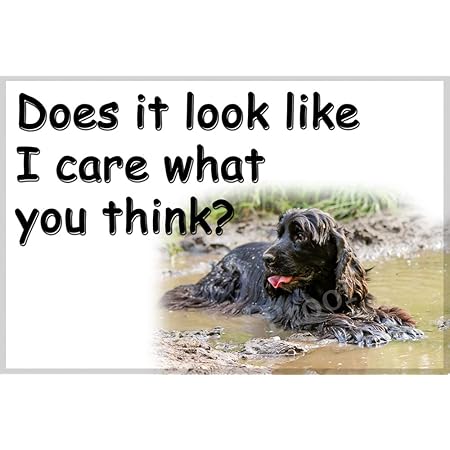 sprocker spaniel gifts