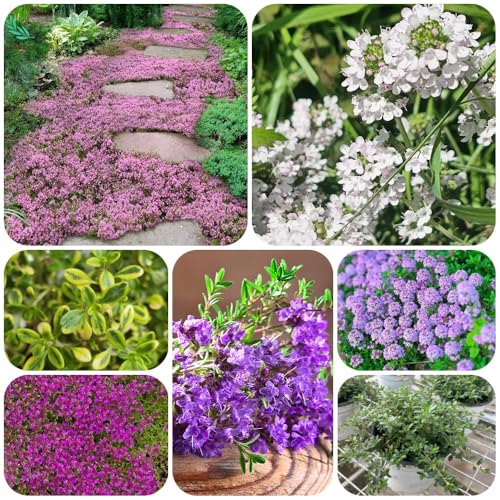 Semi di timo pacciamante, regali per gli amanti del giardino rare da balcone decorazione floreale di timo, semi selvatici selvatico, 1000pcs
