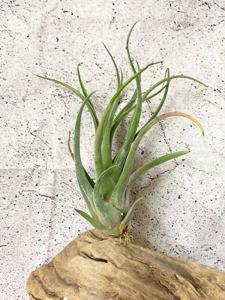 ブロメリア・エアープランツ Tillandsia 'Showtime' x seleriana ブロメリア・エアープランツ Tillandsia 'Showtime' x seleriana