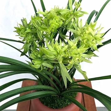 CYMUS Live Cymbidium Goeringii Orchids Perfect for Windowsills or Indoors-